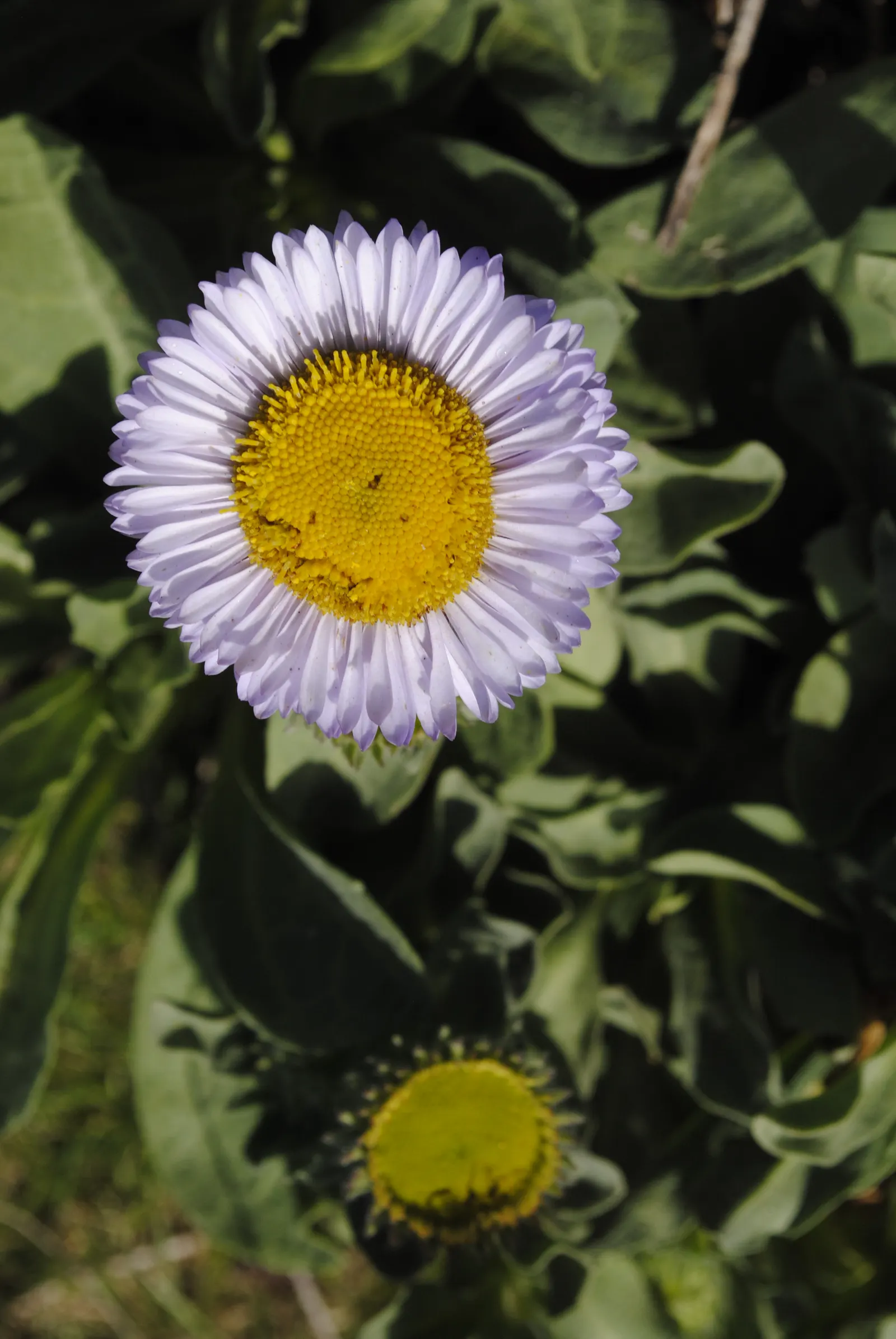 Blue Beach Aster, Seaside Daisy (Erigeron Glaucus) — consider it for use in borders