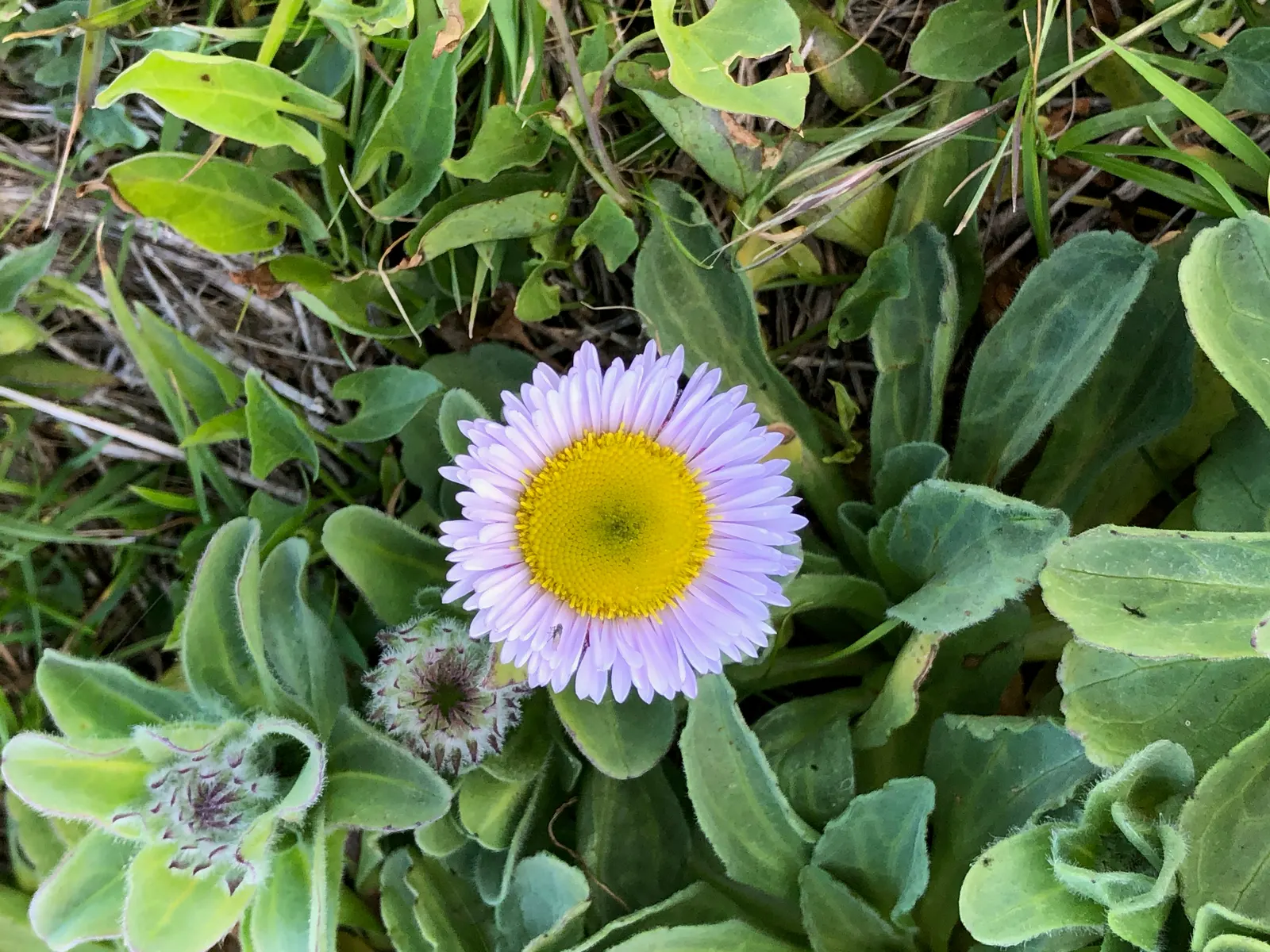 Blue Beach Aster, Seaside Daisy (Erigeron Glaucus) — These blossoms emerge in the late spring and can persist through the summer months; lavender flowers in