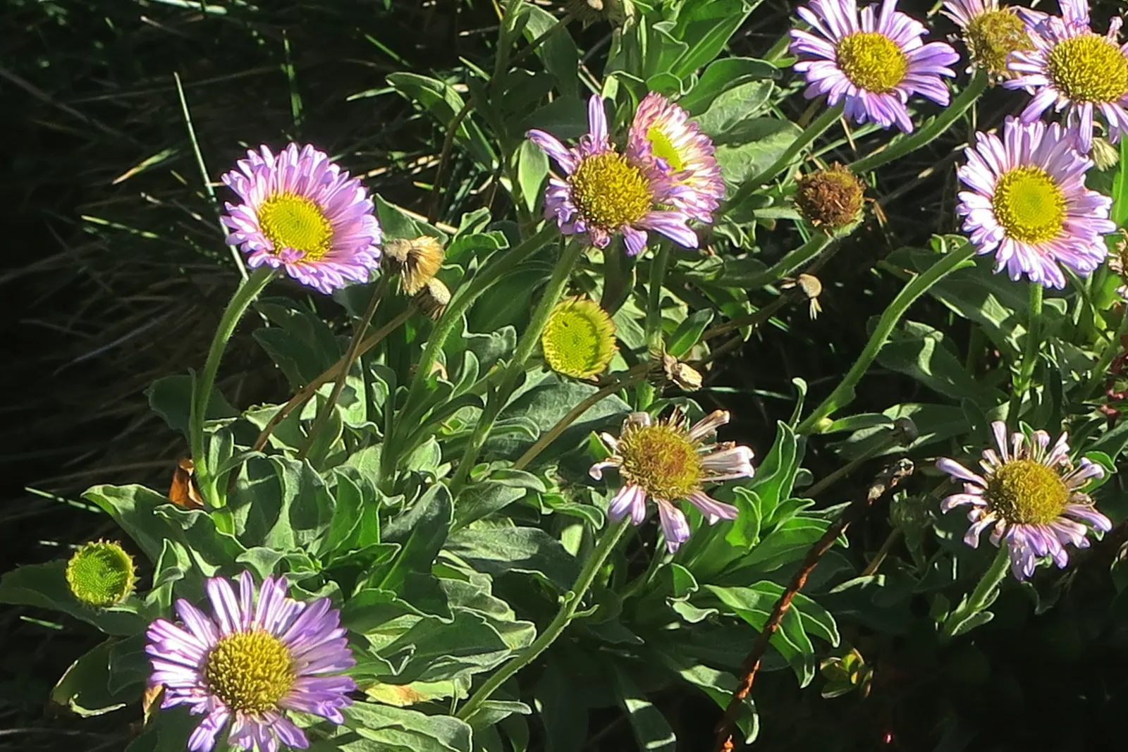 Blue Beach Aster, Seaside Daisy (Erigeron Glaucus) — consider it for use in borders; when designing with this plant