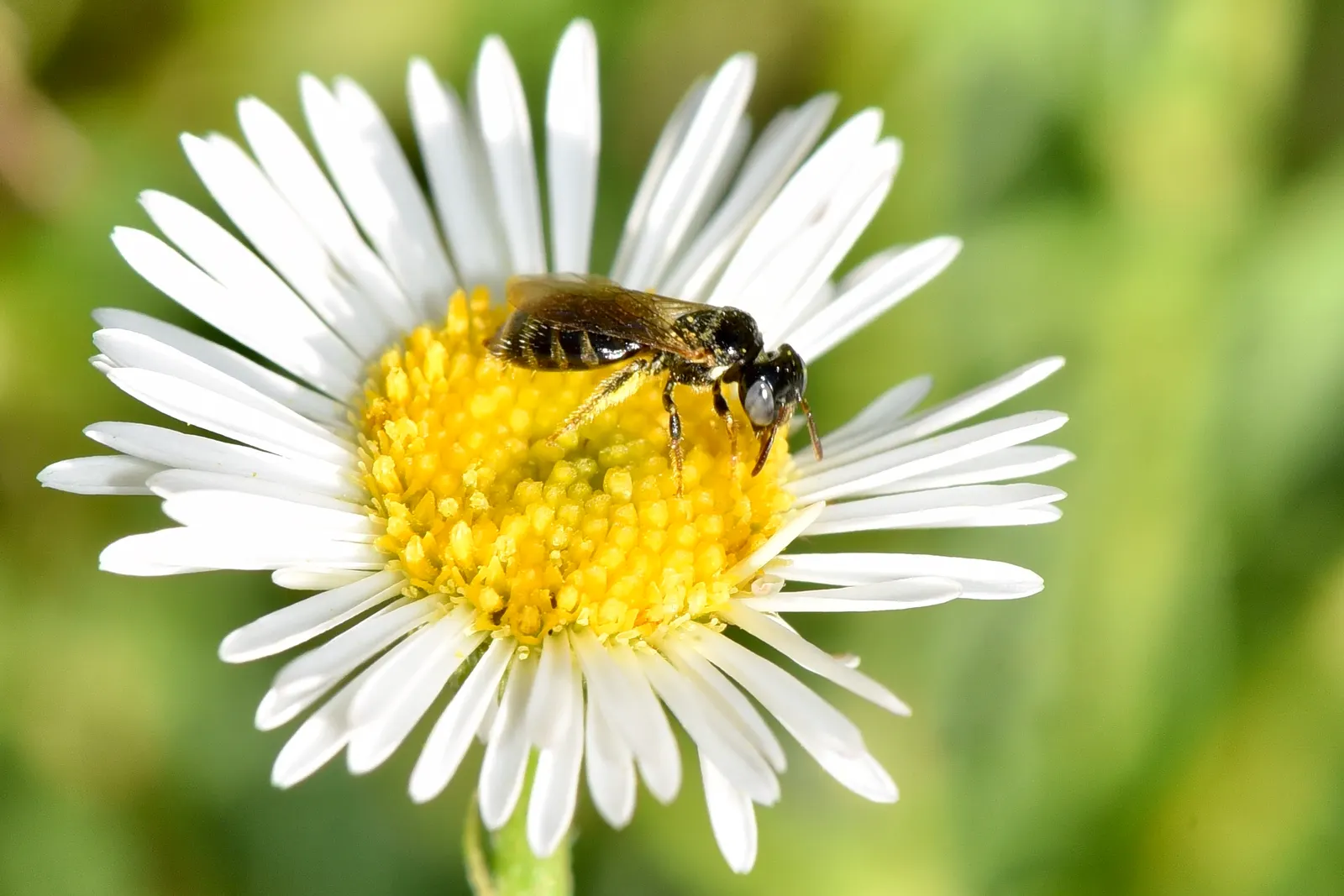 Blue Beach Aster, Seaside Daisy (Erigeron Glaucus) — It prefers full to partial sun exposure