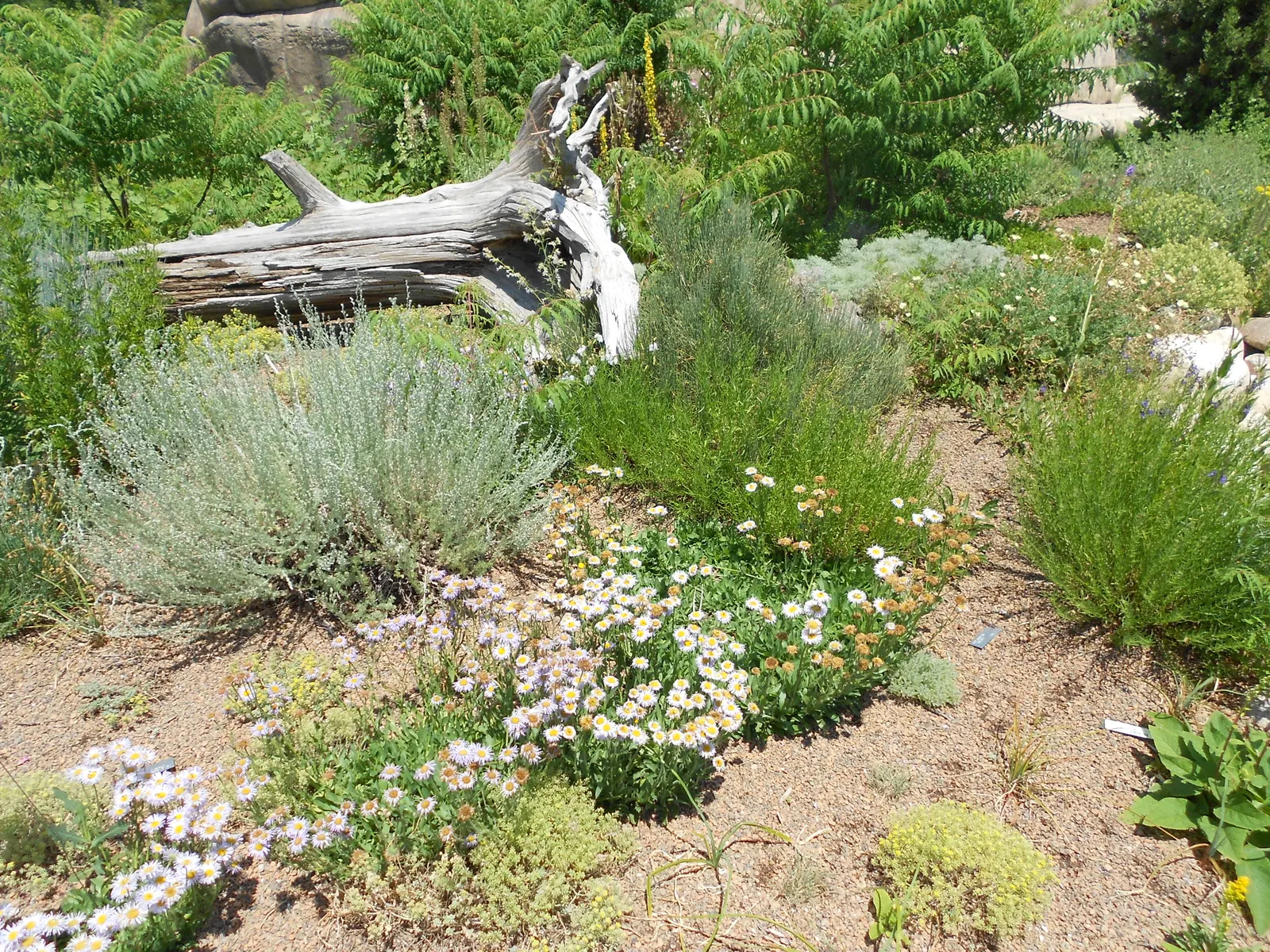 Blue Beach Aster, Seaside Daisy (Erigeron Glaucus) — commonly referred to as the Blue Beach Aster or Seaside Daisy; regular deadheading can encourage further