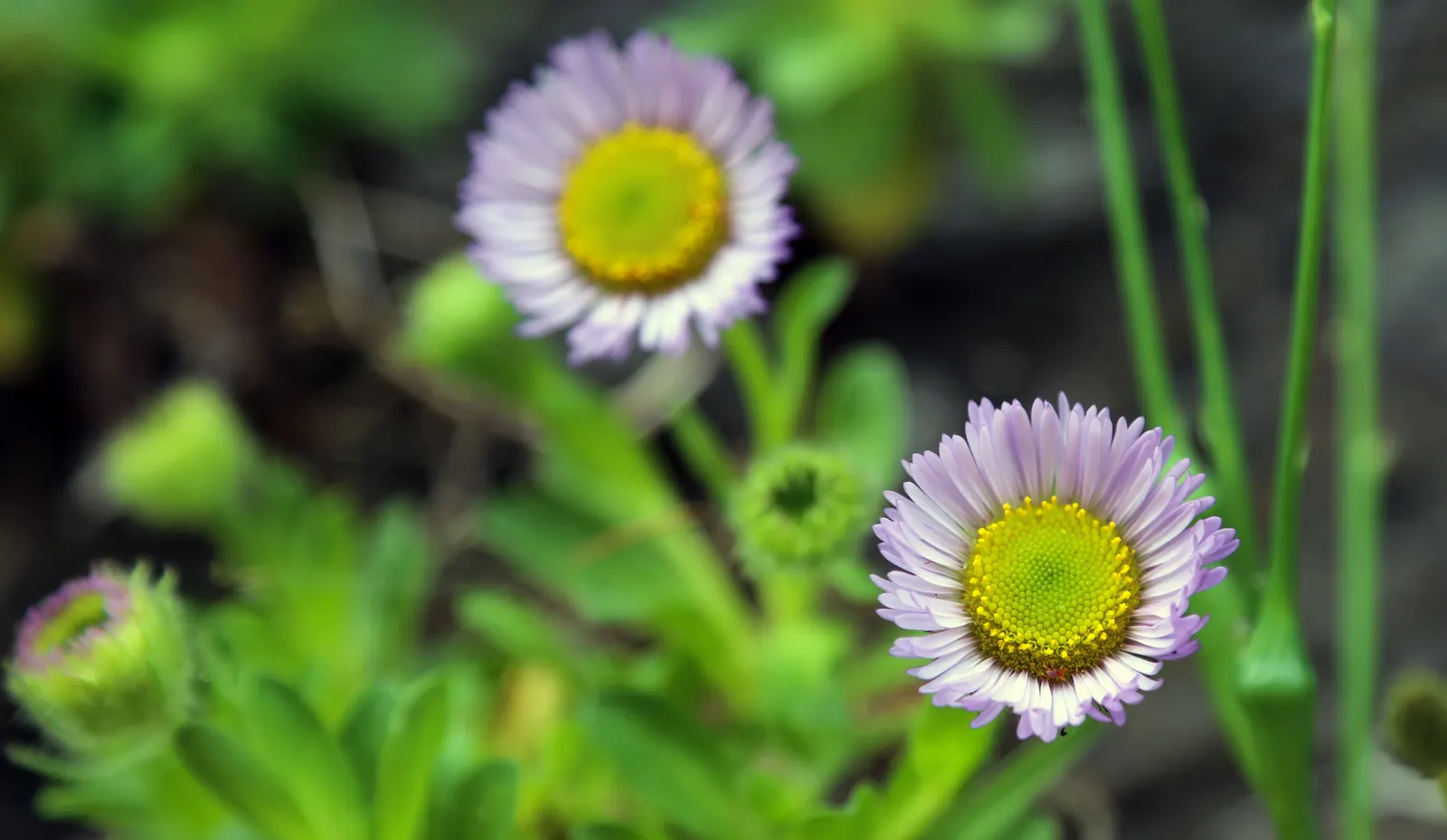 Blue Beach Aster, Seaside Daisy (Erigeron Glaucus) — making it an excellent candidate for water-wise gardens; lending a refreshing color palette to any garden