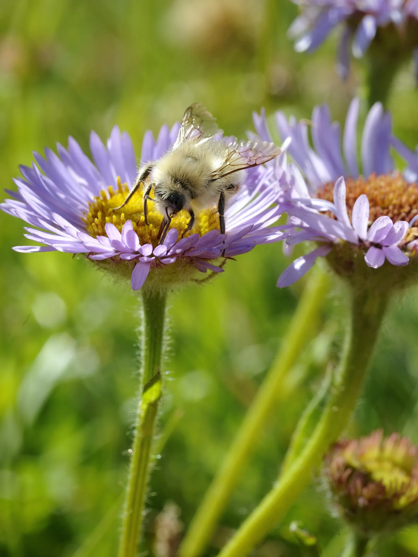 Blue Beach Aster, Seaside Daisy (Erigeron Glaucus) — making it an excellent candidate for water-wise gardens