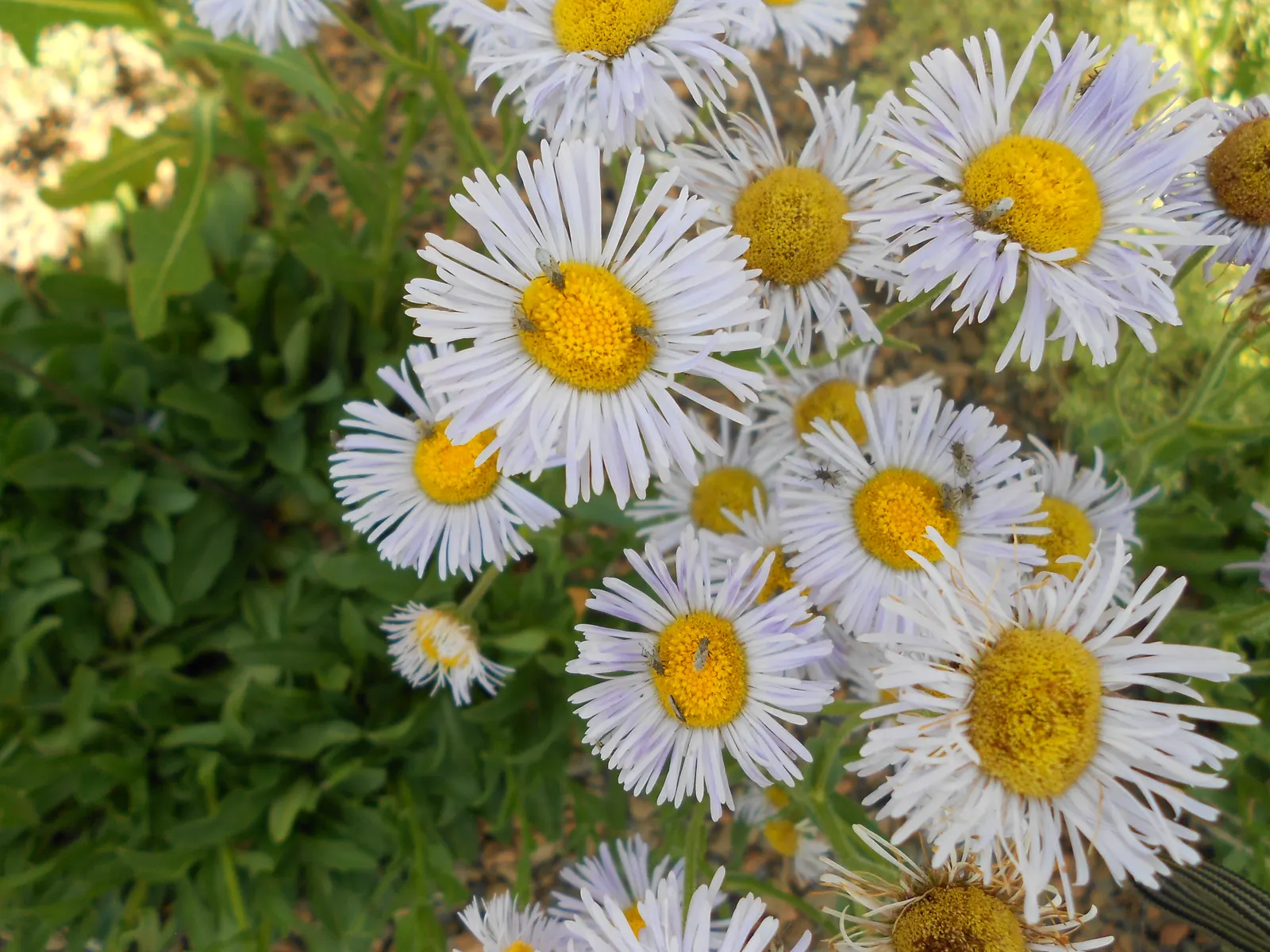Blue Beach Aster, Seaside Daisy (Erigeron Glaucus) — It reaches a mature height of 1 ft and spreads up to 2 ft; ground cover / perennial with lavender blooms