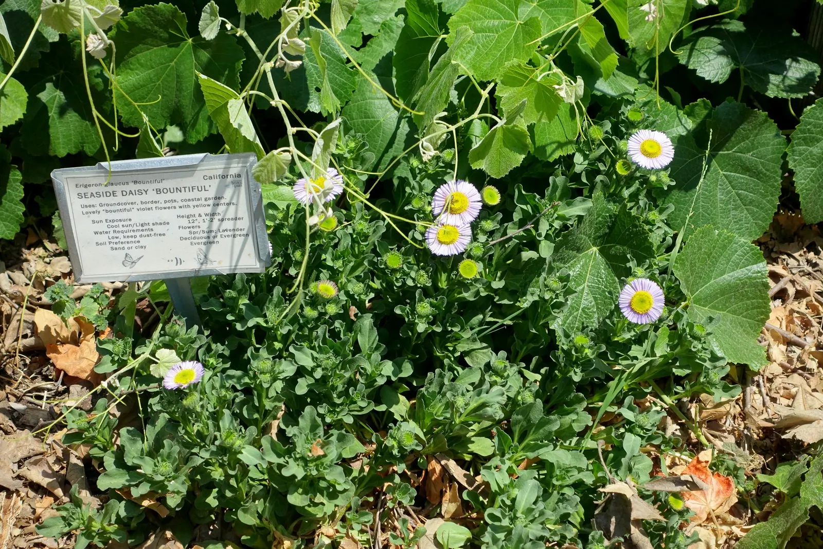 Blue Beach Aster, Seaside Daisy (Erigeron Glaucus) — or as a ground cover to provide a low-maintenance splash of color in the garden; this perennial thrives in