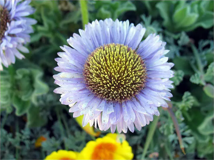 Blue Beach Aster, Seaside Daisy (Erigeron Glaucus) — This perennial thrives in zones 3-10, relishing full sun to part shade; slightly succulent leaves with a