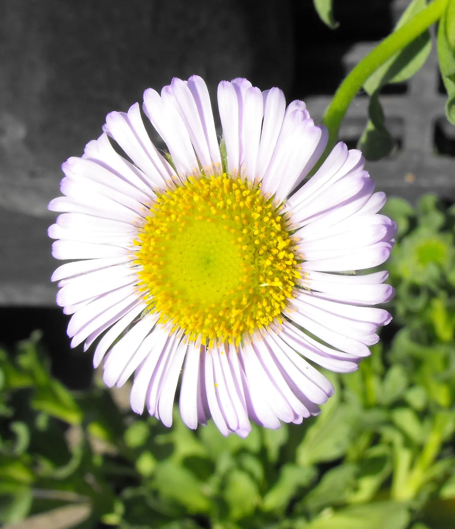 Blue Beach Aster, Seaside Daisy (Erigeron Glaucus) — slightly succulent leaves with a distinctive bluish-green hue