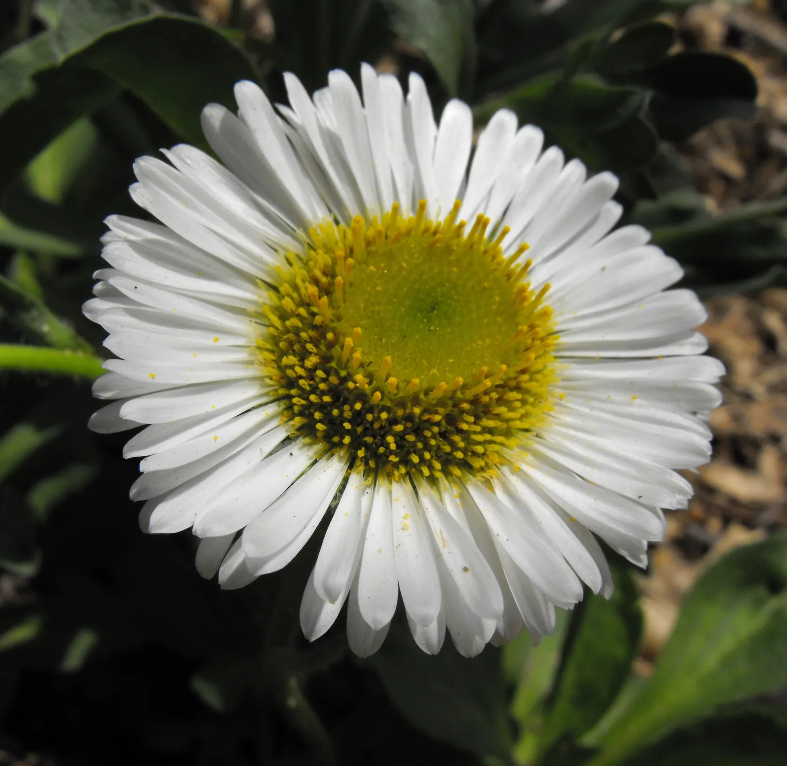 Blue Beach Aster, Seaside Daisy (Erigeron Glaucus) — Erigeron glaucus requires well-drained soil and can tolerate drought once established