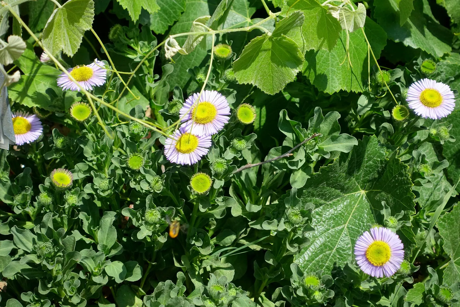 Blue Beach Aster, Seaside Daisy (Erigeron Glaucus) — creating a low-maintenance ground cover or border accent