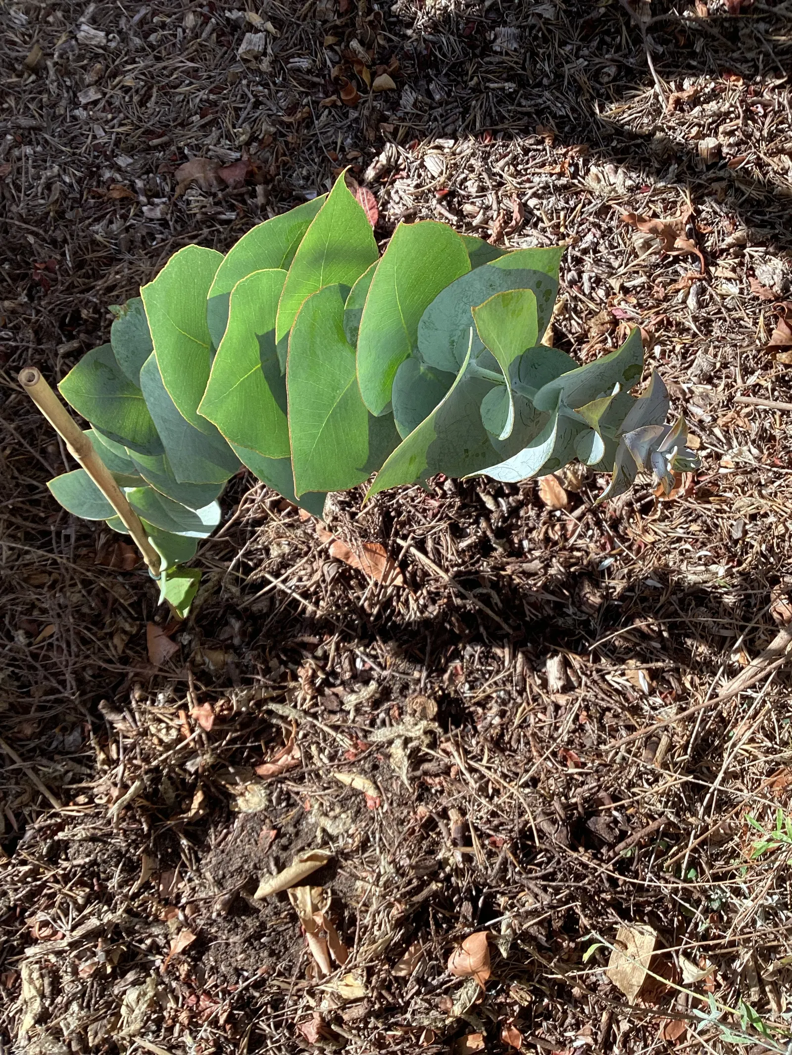 Rose Mallee (Eucalyptus Rhodantha) — which can span up to 2 to 3 inches in diameter.<br><br>Flowering predominantly in the winter and early spring