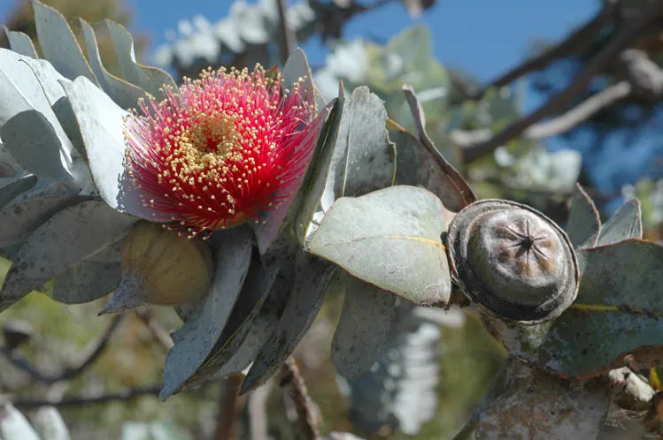 Rose Mallee (Eucalyptus Rhodantha) — making it an ideal specimen for medium-sized gardens seeking a touch of the Australian outback