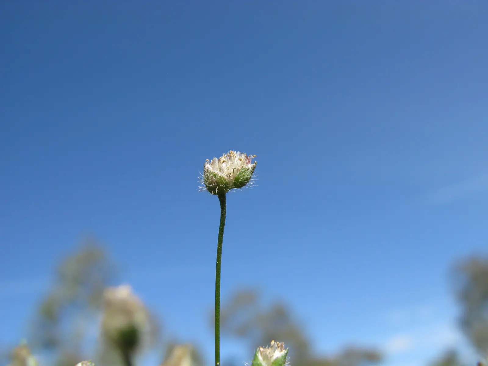 Rose Mallee (Eucalyptus Rhodantha) — it reaches around 6 to10 feet tall and wide