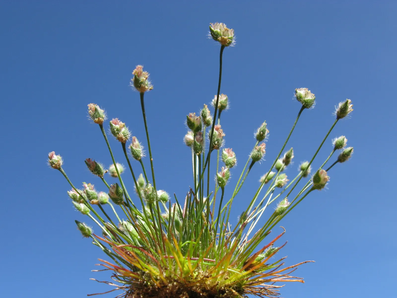 Rose Mallee (Eucalyptus Rhodantha) — making it ideal for small gardens or as an accent plant