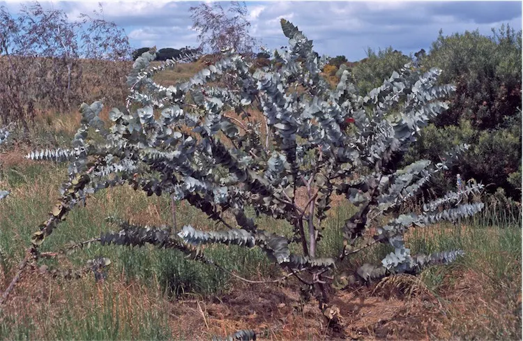 Rose Mallee (Eucalyptus Rhodantha) — silver-gray leaves that provide a captivating contrast against the vibrant red