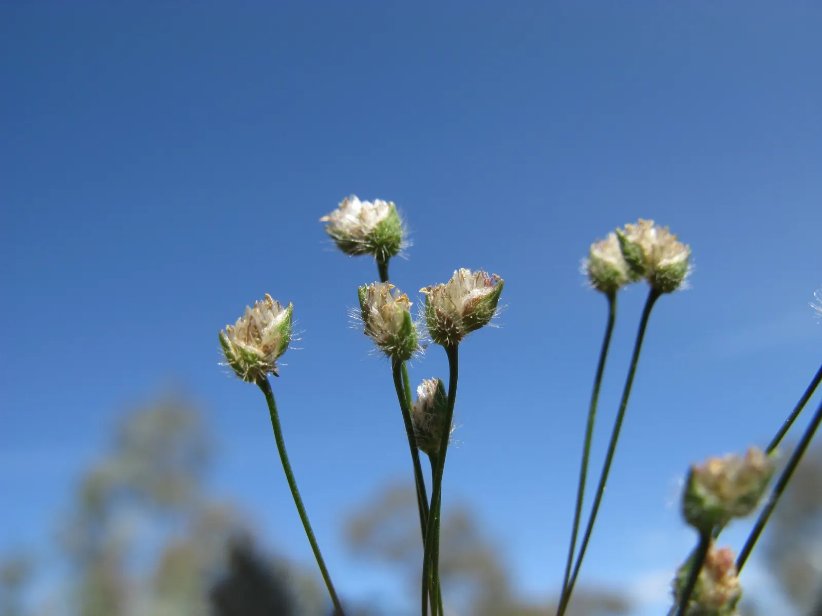 Rose Mallee (Eucalyptus Rhodantha) — drought-tolerant species prefers full sun and well-drained soil