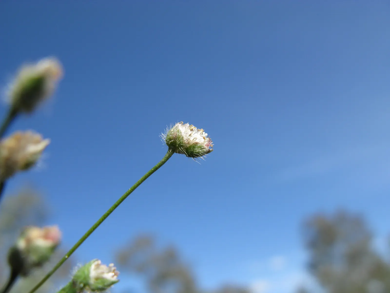 Rose Mallee (Eucalyptus Rhodantha) — scientifically known as Eucalyptus rhodantha