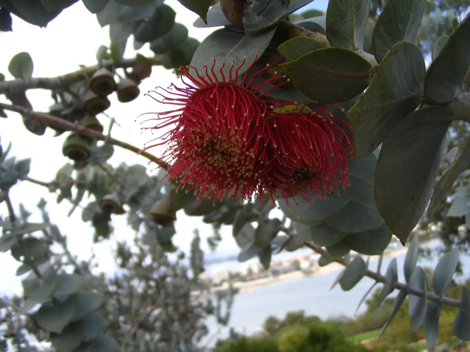 Rose Mallee (Eucalyptus Rhodantha) — rose-like flowers and silvery-blue foliage