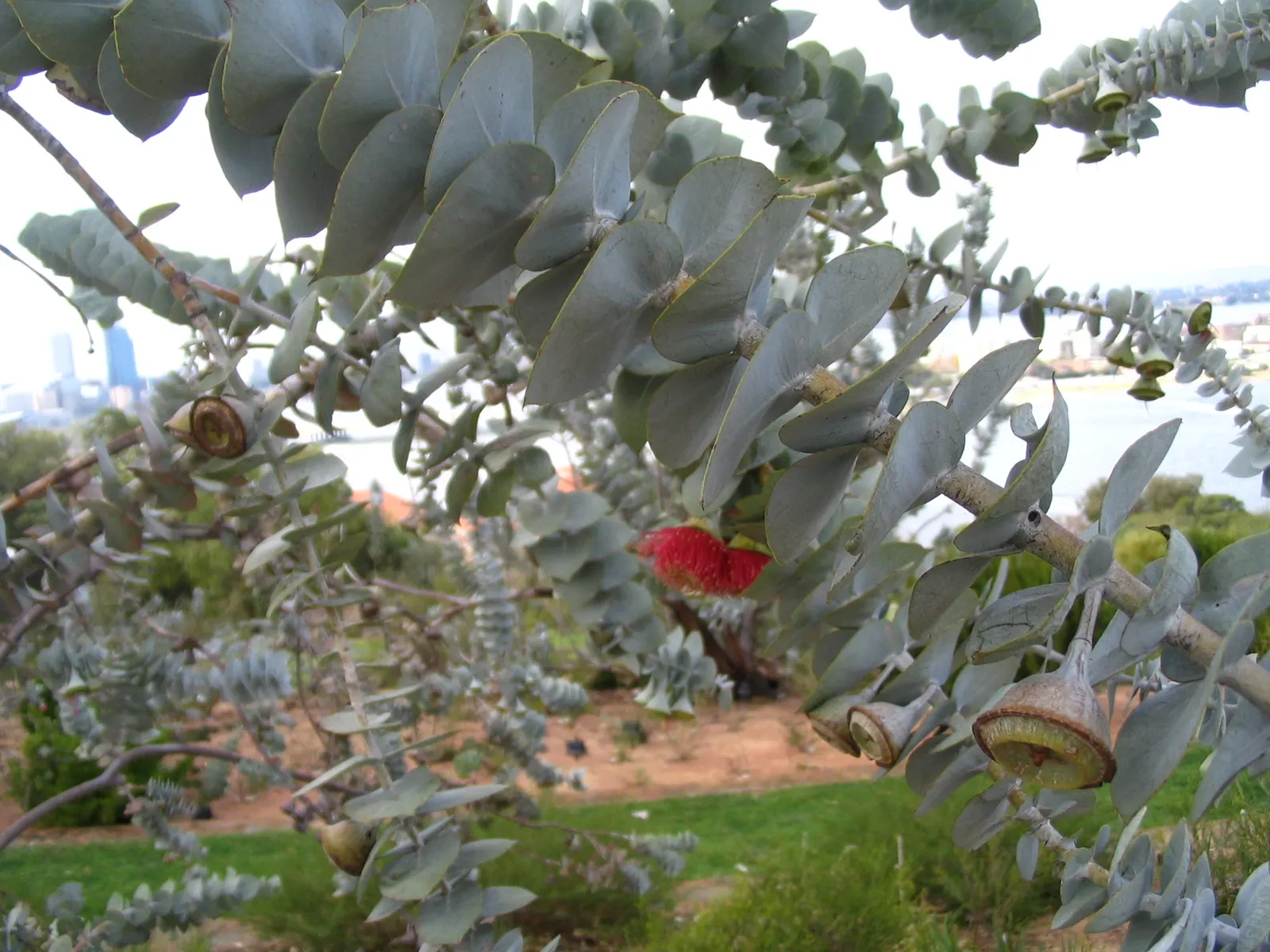 Rose Mallee (Eucalyptus Rhodantha) — This small mallee typically reaches a height of 6 to 10 feet