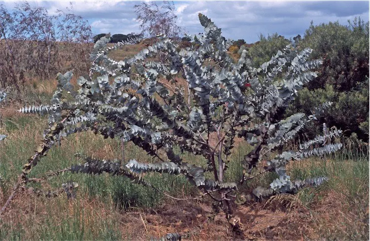 Rose Mallee (Eucalyptus Rhodantha) — It thrives in USDA hardiness zones 9 to 11