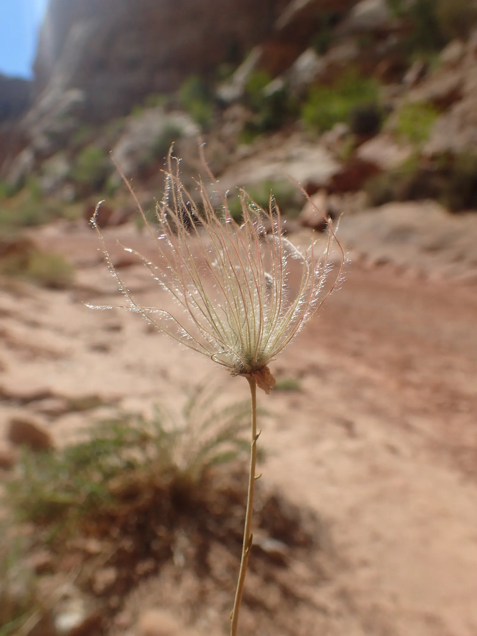Apache Plume (Fallugia Paradoxa) — this plant thrives in full sun; rose-like flowers bloom from spring to fall