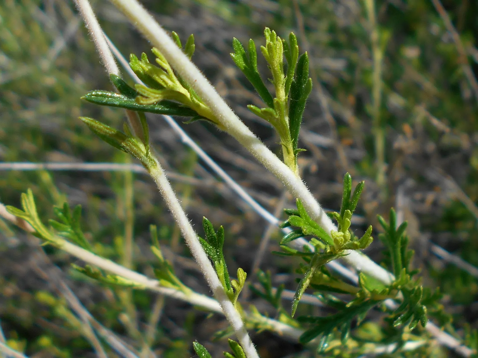 Apache Plume (Fallugia Paradoxa) — the plant produces distinctive