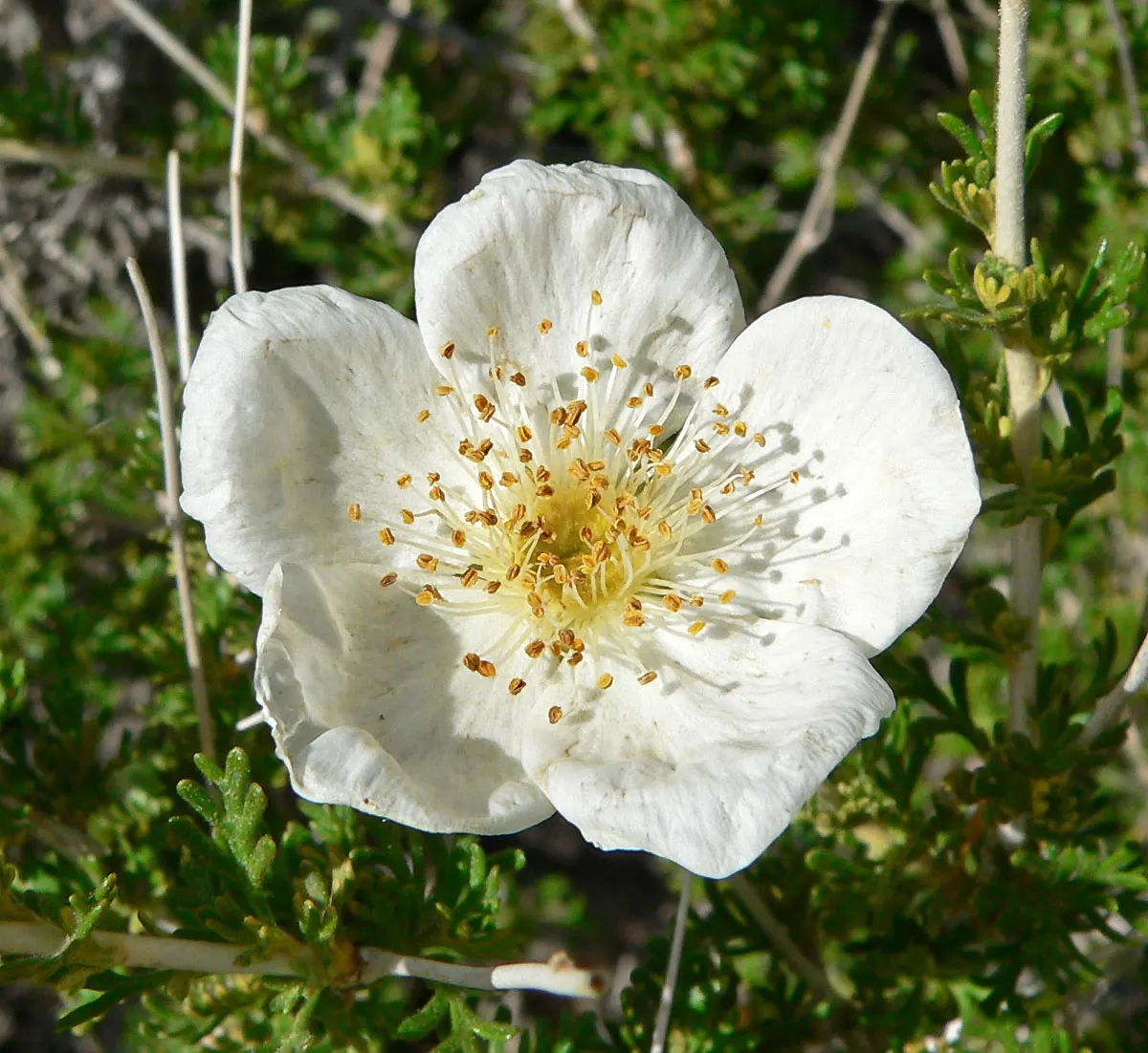 Apache Plume (Fallugia Paradoxa) — the plant produces distinctive, image 73
