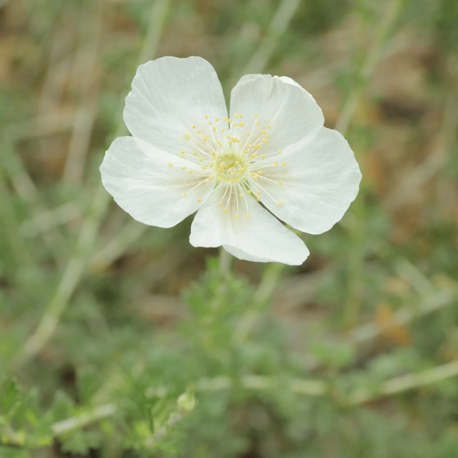 Apache Plume (Fallugia Paradoxa) — offering a whimsical appearance much like a plume