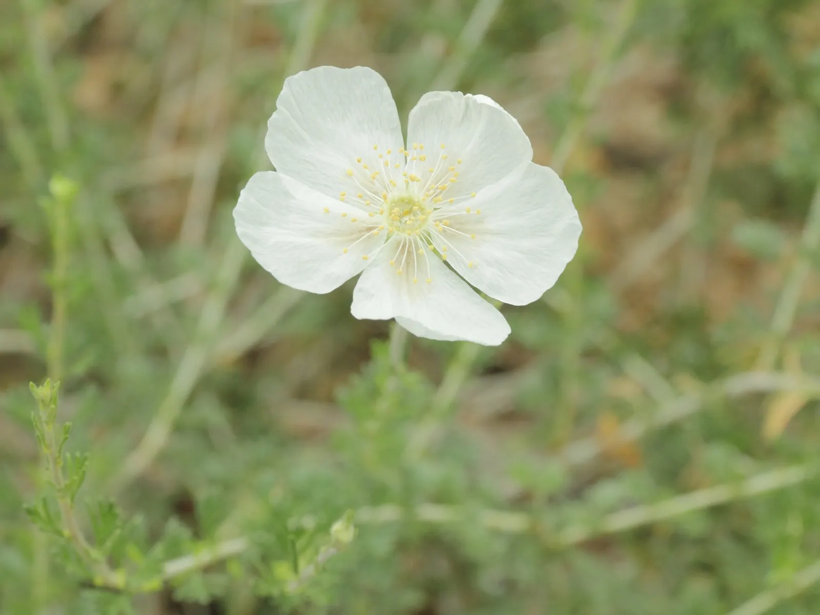 Apache Plume (Fallugia Paradoxa) — the Apache Plume thrives in full sun and tolerates drought once established; requiring minimal supplemental watering