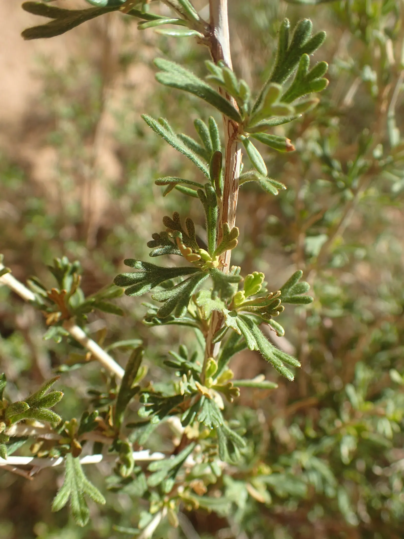 Apache Plume (Fallugia Paradoxa) — adding a soft contrast to the shrub's finely textured