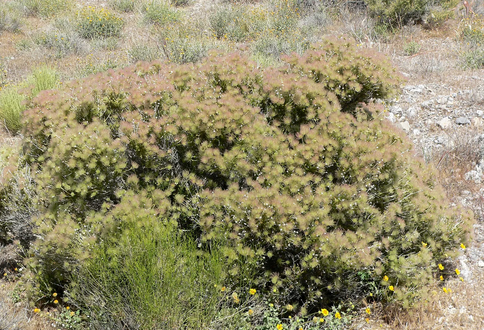 Apache Plume (Fallugia Paradoxa) — making it a practical and beautiful choice for any garden