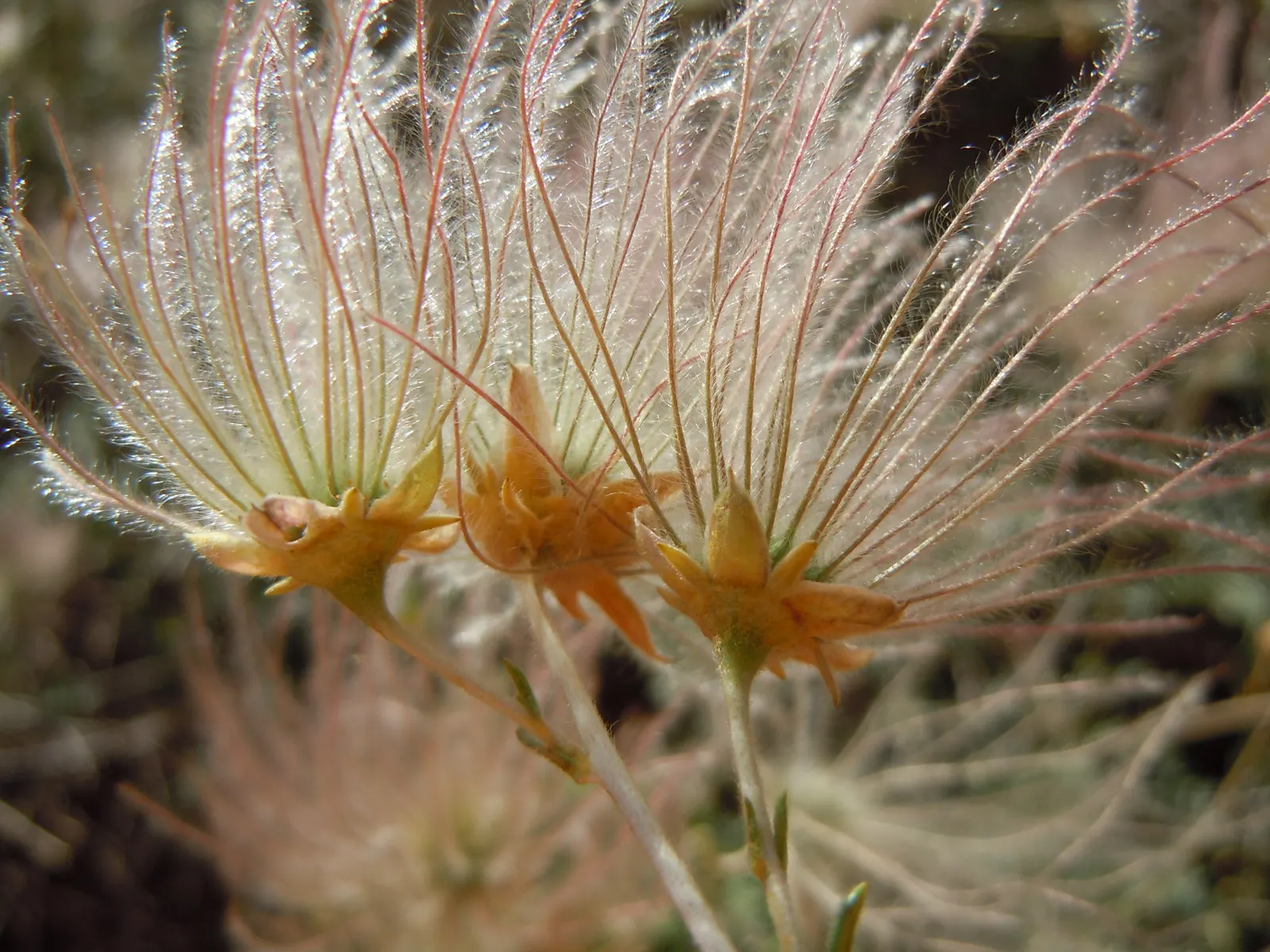 Apache Plume (Fallugia Paradoxa) — and is ideal for xeriscaping and natural; delicate white flowers that resemble single roses