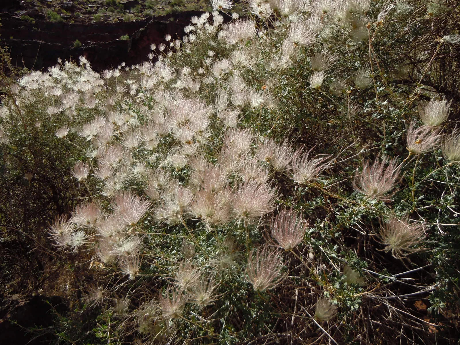 Apache Plume (Fallugia Paradoxa) — feathery seed heads that are a key identifying feature