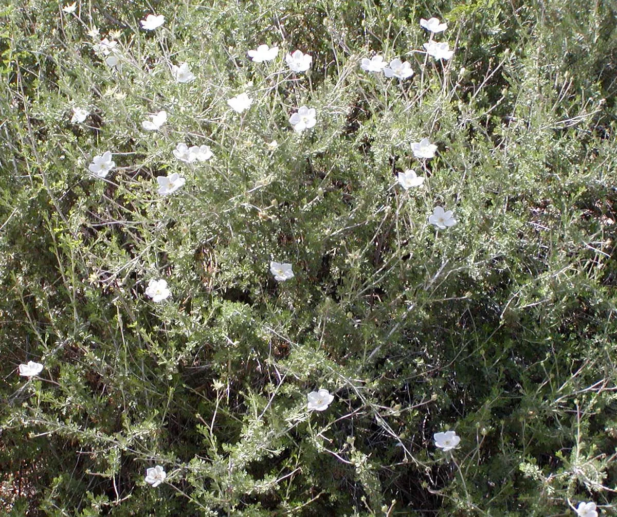Apache Plume (Fallugia Paradoxa) — which are about one inch in diameter; feathery seed heads that are a key identifying feature