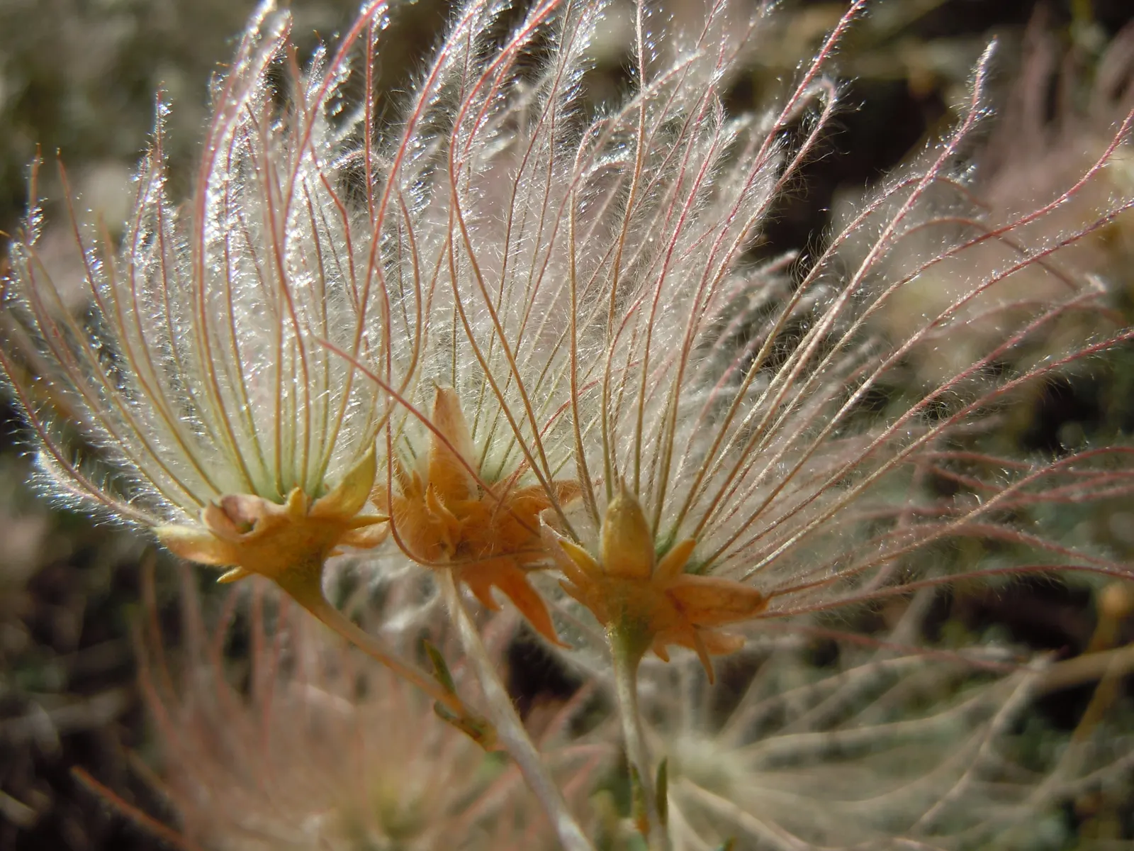Apache Plume (Fallugia Paradoxa) — and is ideal for xeriscaping and natural