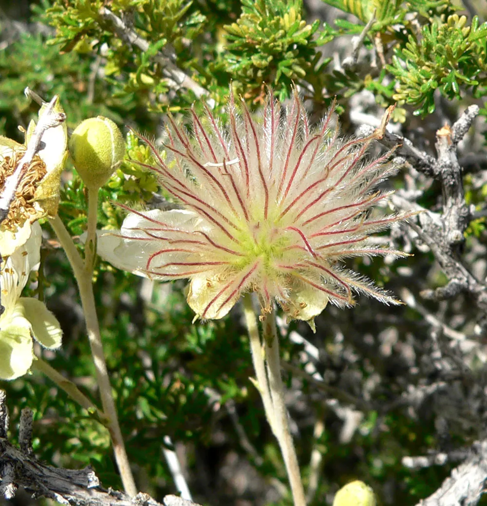 Apache Plume (Fallugia Paradoxa) — shrub with white blooms; providing Year-round interest.<br><br>Adaptable to various conditions