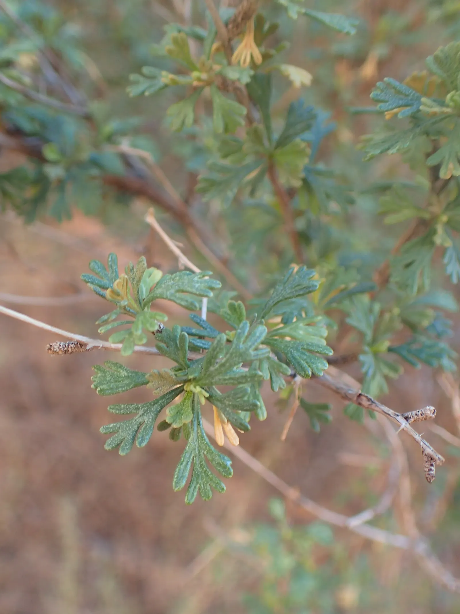 Apache Plume (Fallugia Paradoxa) — offering a whimsical appearance much like a plume; shrub for full or half