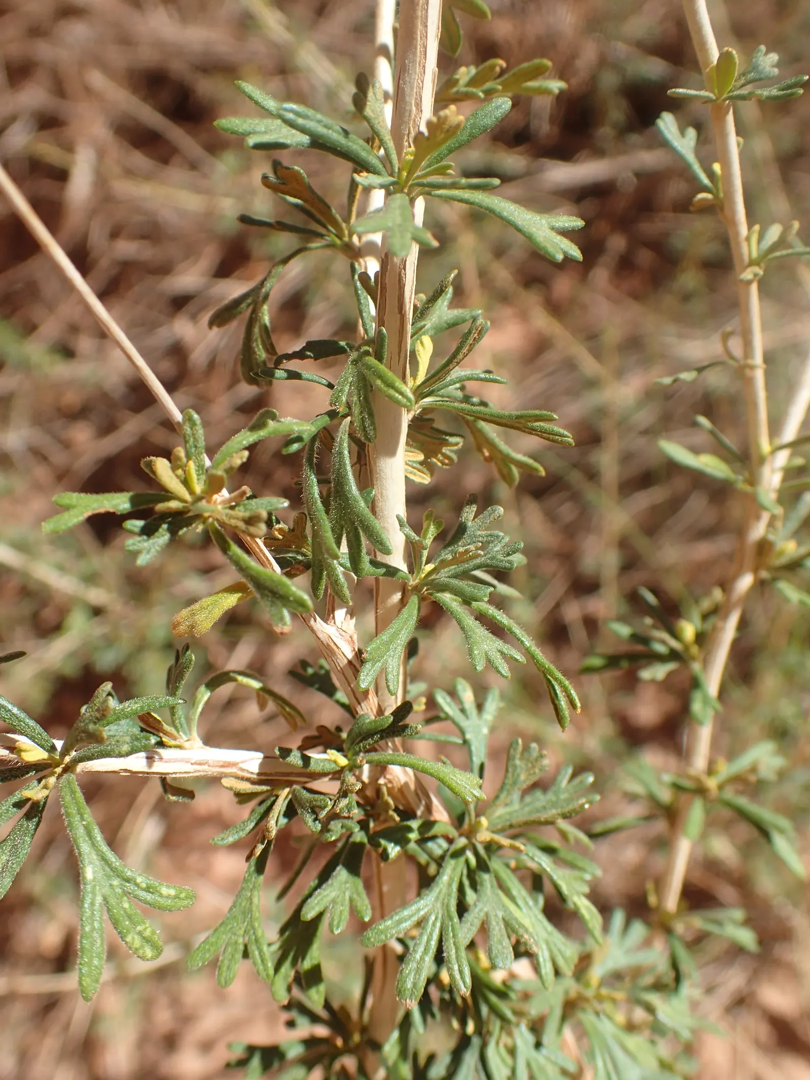 Apache Plume (Fallugia Paradoxa) — feathery seed heads that are a key identifying feature; it prefers well-drained soils and can handle a range of, image 74
