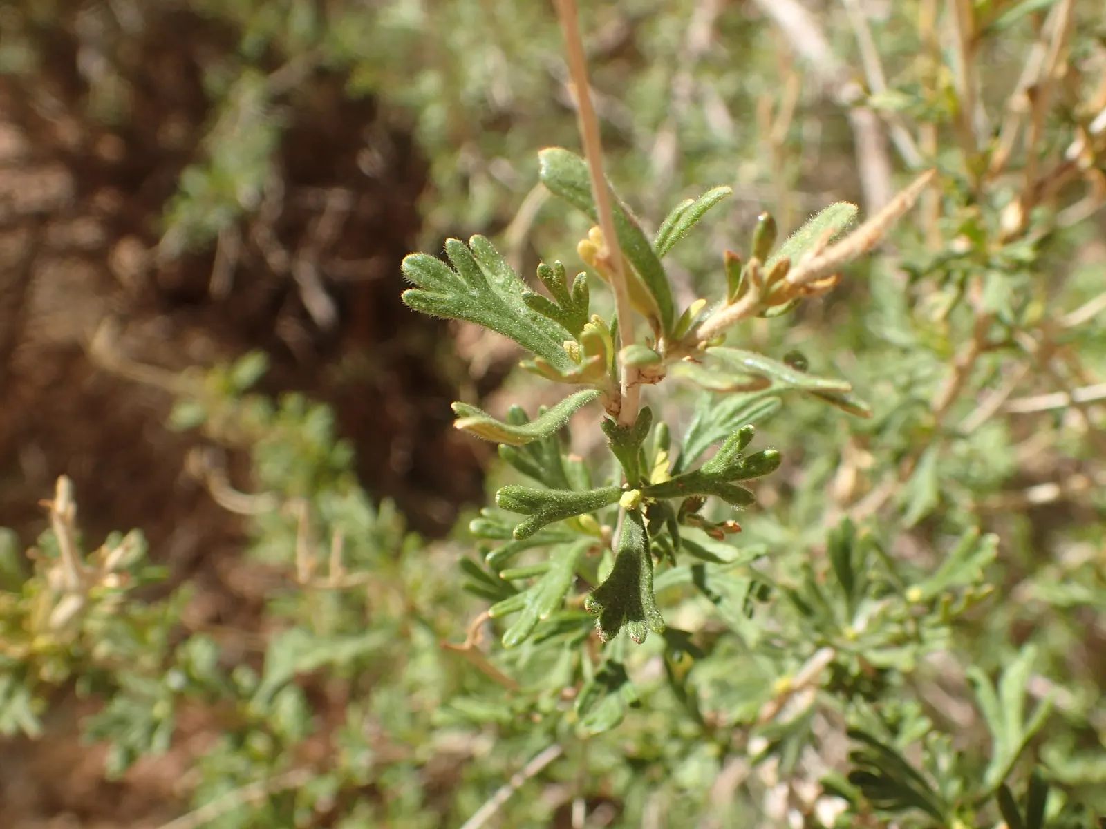 Apache Plume (Fallugia Paradoxa) — and is ideal for xeriscaping and natural; delicate white flowers that resemble single roses, image 64