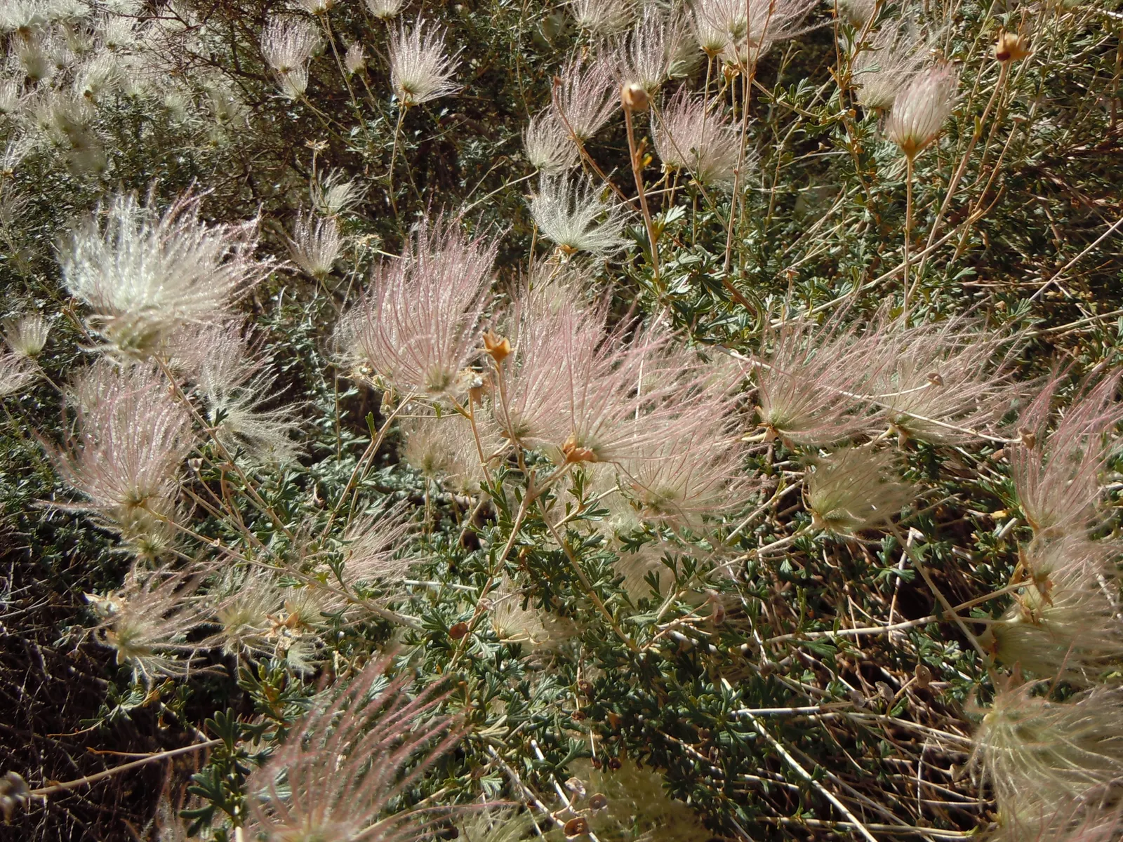 Apache Plume (Fallugia Paradoxa) — This deciduous plant typically grows to 3 to 6 feet in height and spreads equally as wide
