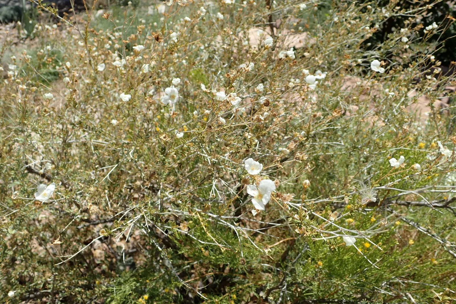 Apache Plume (Fallugia Paradoxa) — this hardy shrub can endure the cold down to zones 5 through 10; adding a soft contrast to the shrub's finely textured