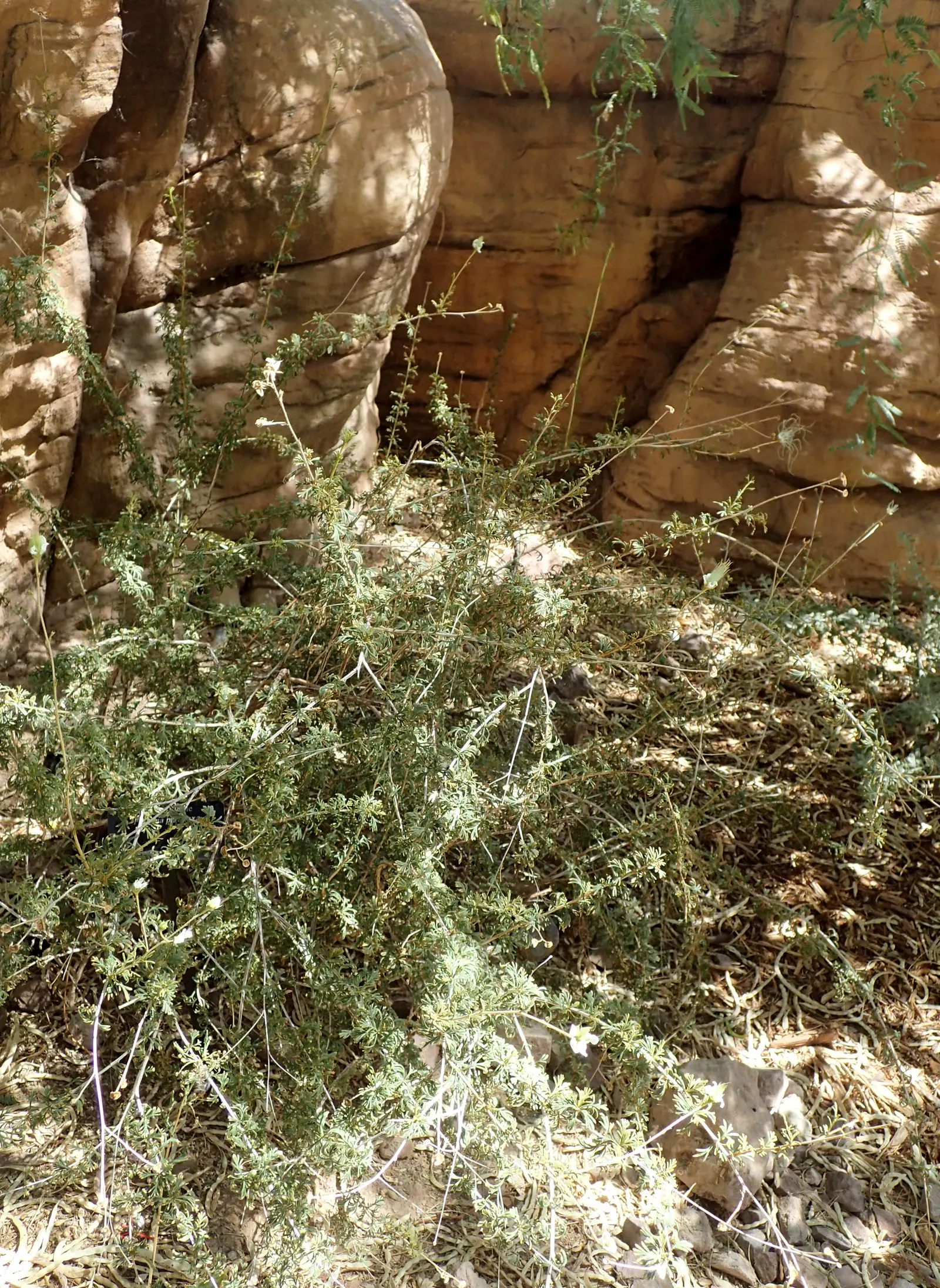 Apache Plume (Fallugia Paradoxa) — The Apache Plume (Fallugia paradoxa) is a drought-tolerant shrub native to the Southwest; giving way to, image 59