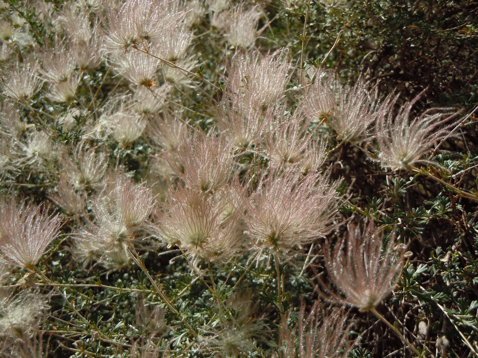Apache Plume (Fallugia Paradoxa) — shrub for full or half