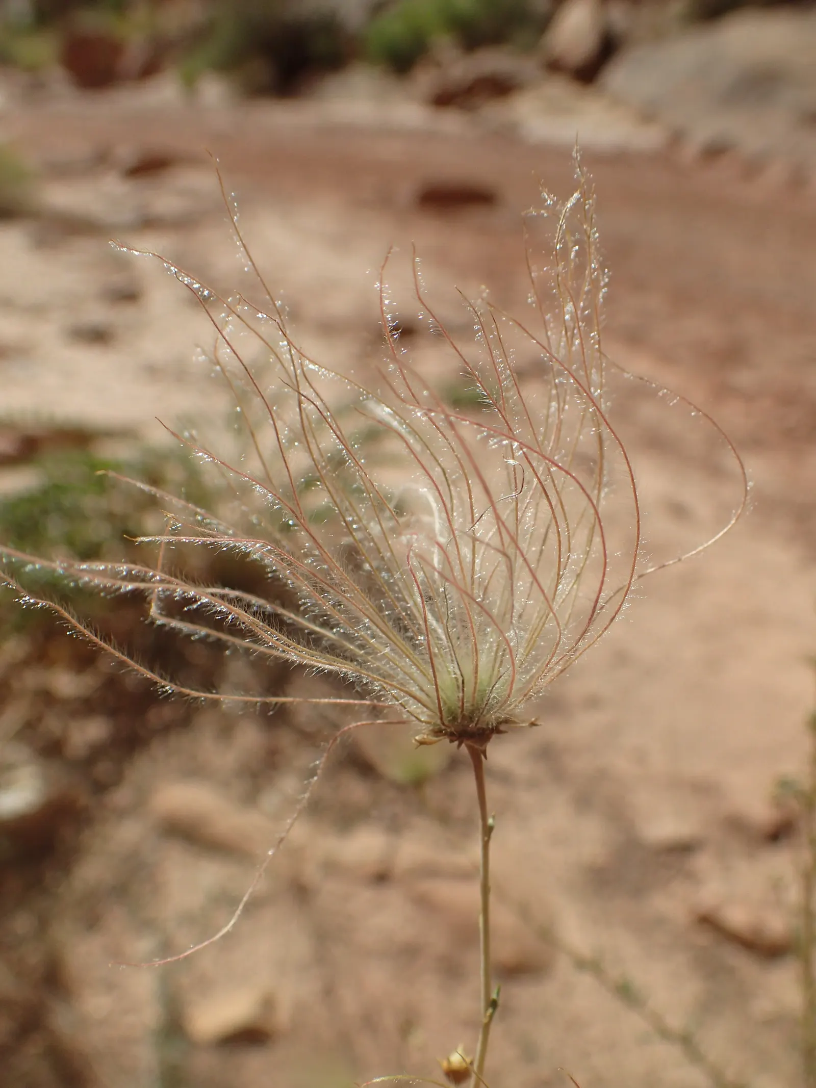 Apache Plume (Fallugia Paradoxa) — delicate white flowers that resemble single roses