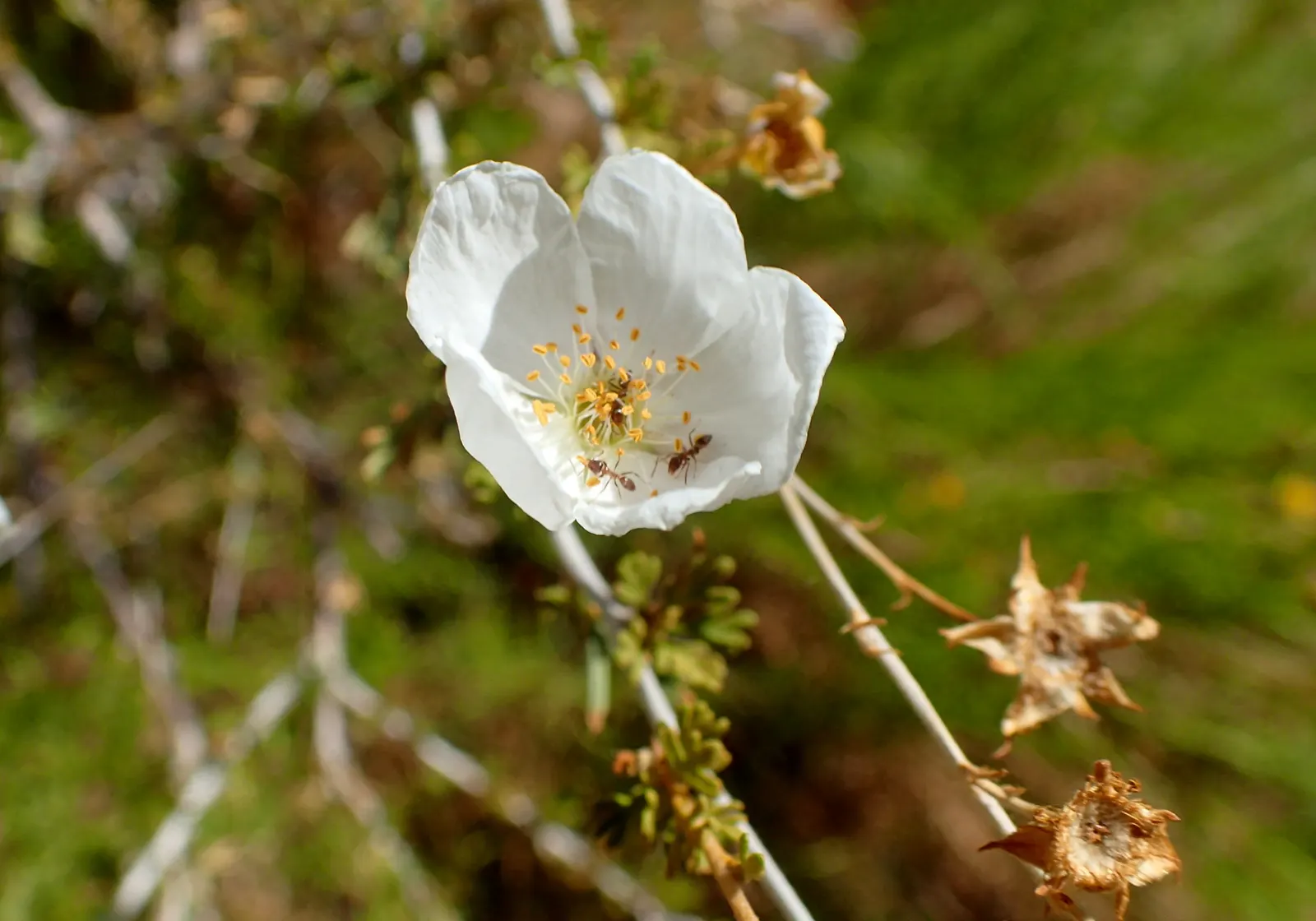 Apache Plume (Fallugia Paradoxa) — The Apache Plume (Fallugia paradoxa) is a drought-tolerant shrub native to the Southwest
