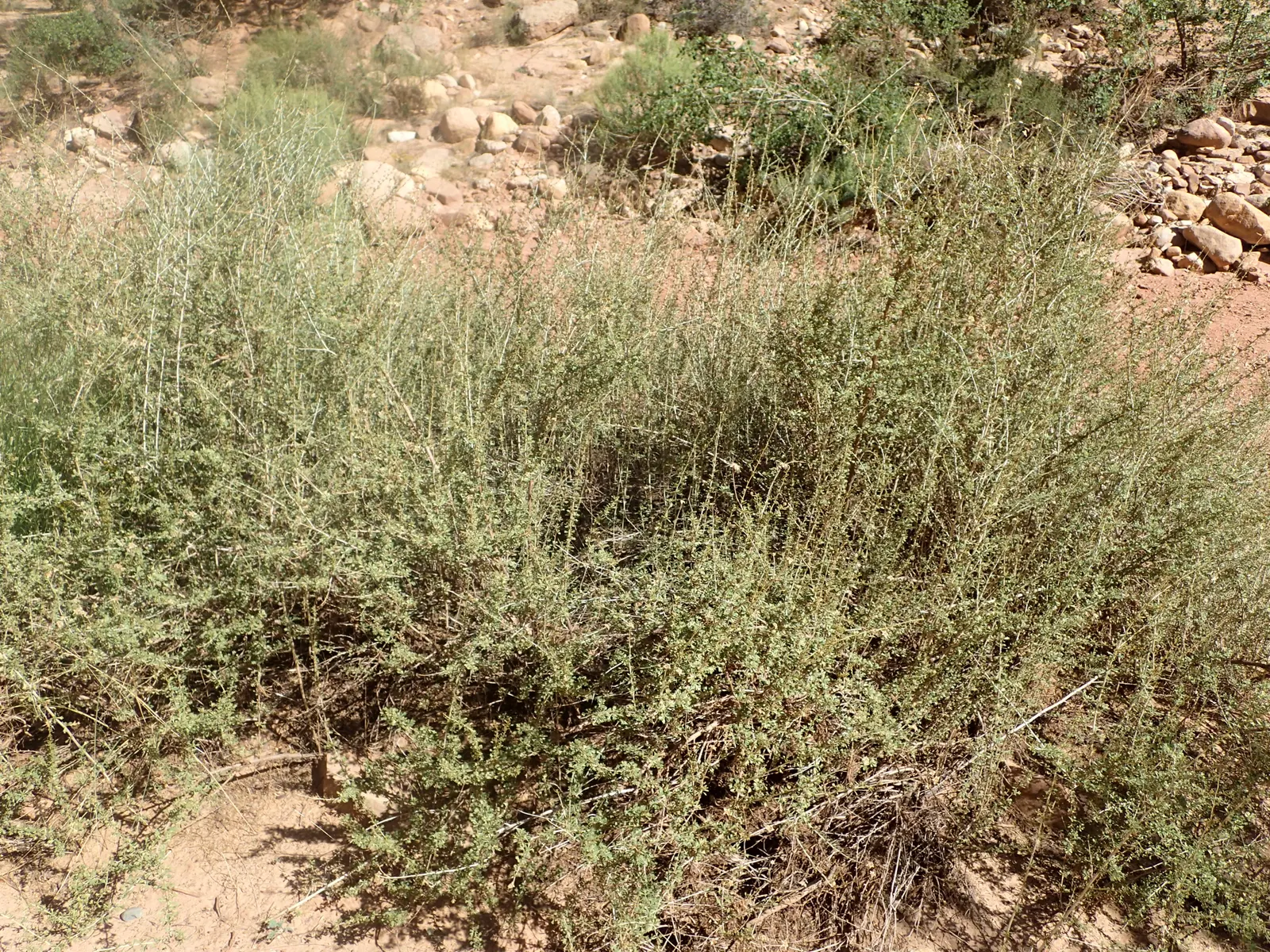 Apache Plume (Fallugia Paradoxa) — offering a whimsical appearance much like a plume; shrub for full or half, image 75