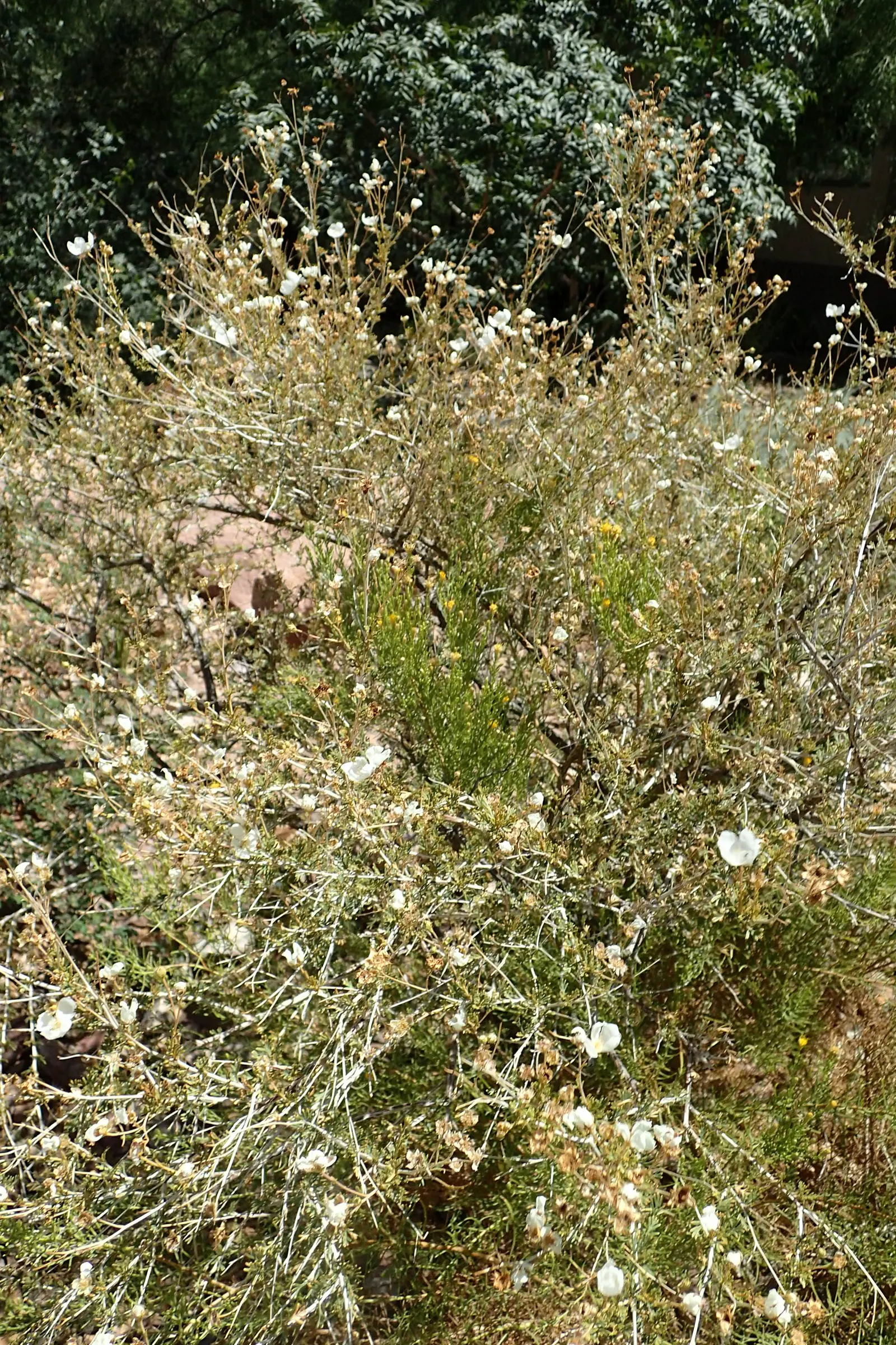 Apache Plume (Fallugia Paradoxa) — These plumes assist in wind distribution of the seeds and persist well into the fall
