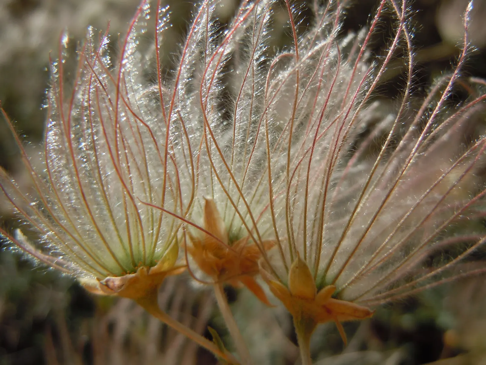 Apache Plume (Fallugia Paradoxa) — It prefers well-drained soils and can handle a range of soil types, from sandy to clay
