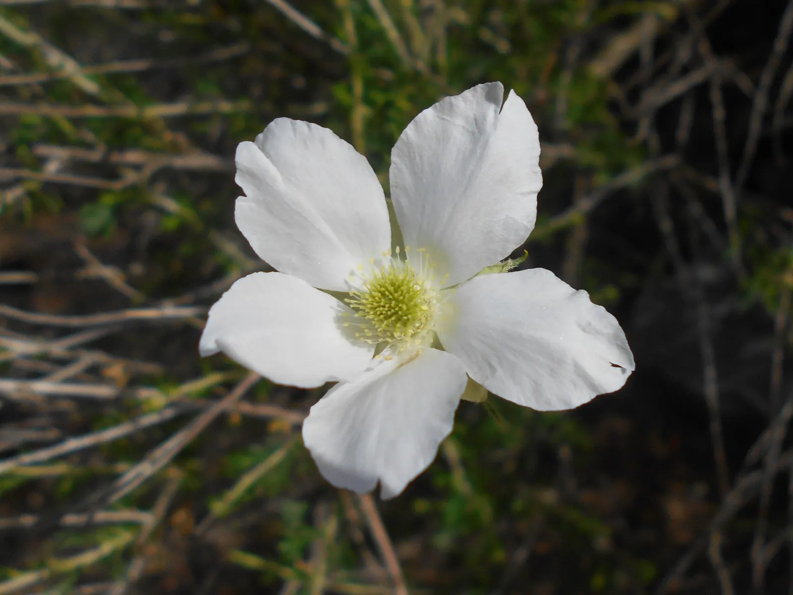 Apache Plume (Fallugia Paradoxa) — This deciduous plant typically grows to 3 to 6 feet in height and spreads equally as wide; reaching 3 to 6 feet, image 67
