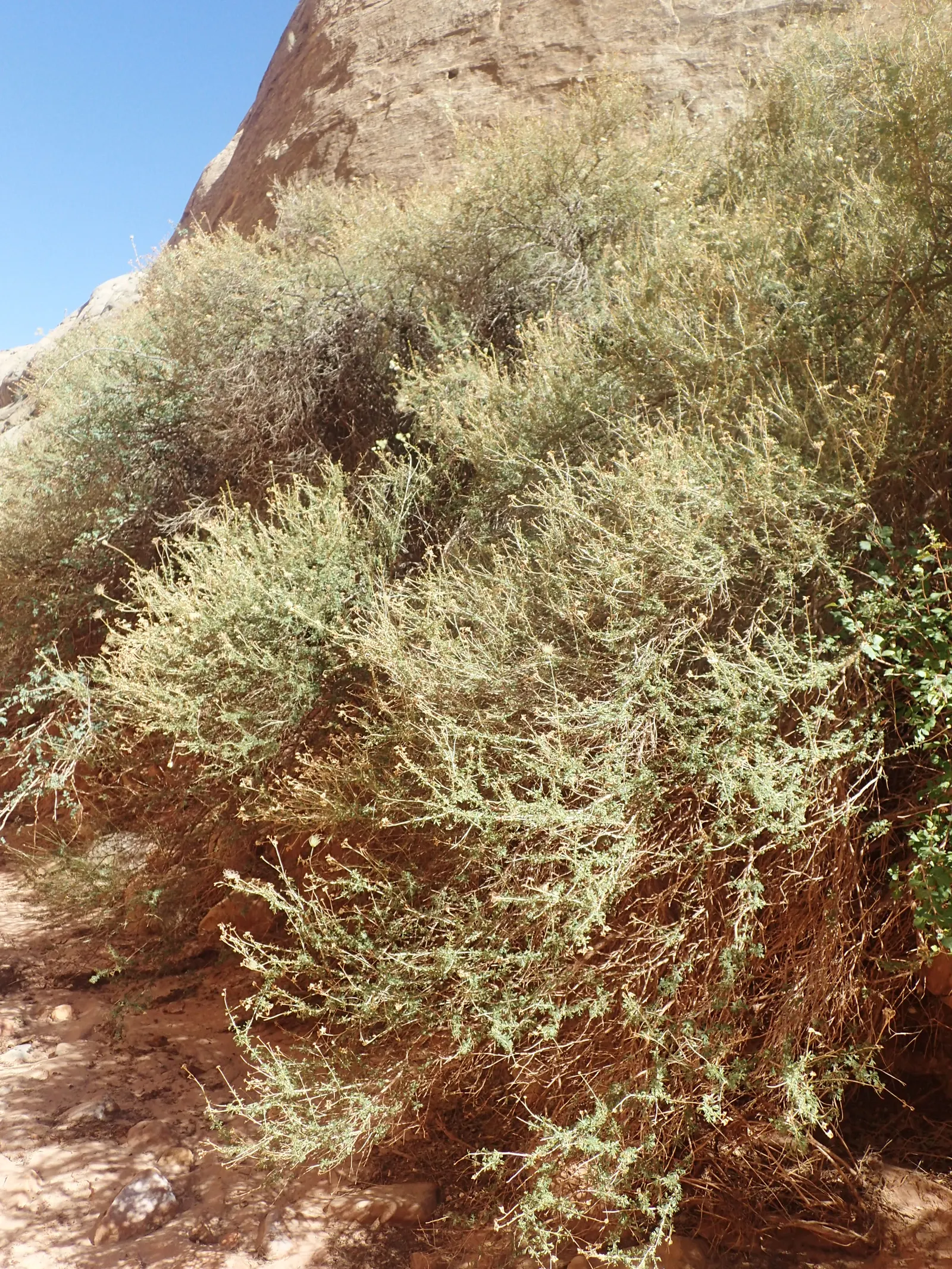 Apache Plume (Fallugia Paradoxa) — giving way to distinctive plumed seed heads that add a feathery texture to the landscape
