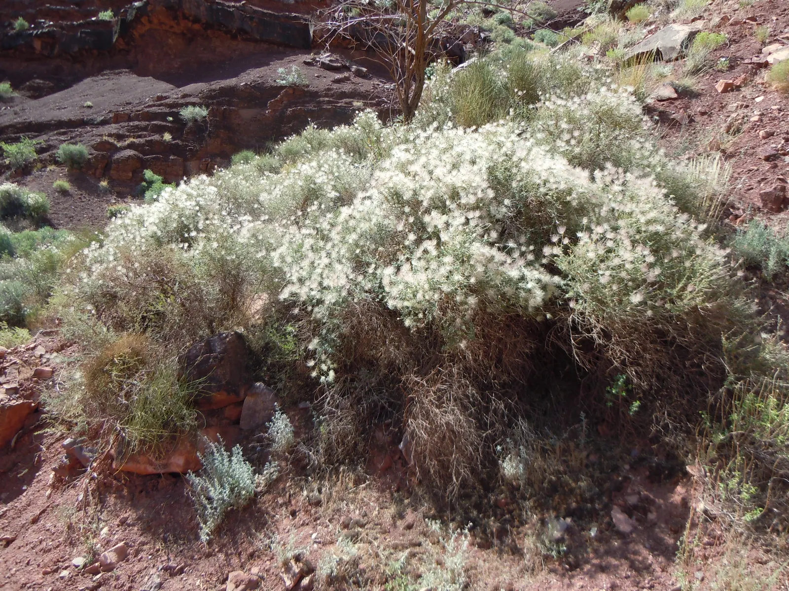 Apache Plume (Fallugia Paradoxa) — These blooms burst forth from late spring into summer